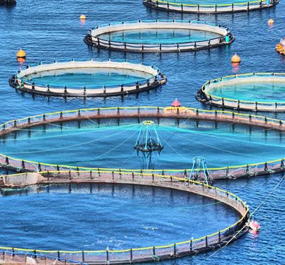 Kowa Premium Food Hawaii is a  Aquaculture Farm where we have best Restaurant Guide, Retailer many other best services you can get here at  Kailua Tilapia Fish Farming, Aqua Farm, Detox Foods, Aquaponics Fish, Diy Bbq, Future Farms, Monterey Bay Aquarium, Farm Tour, Fish Farming