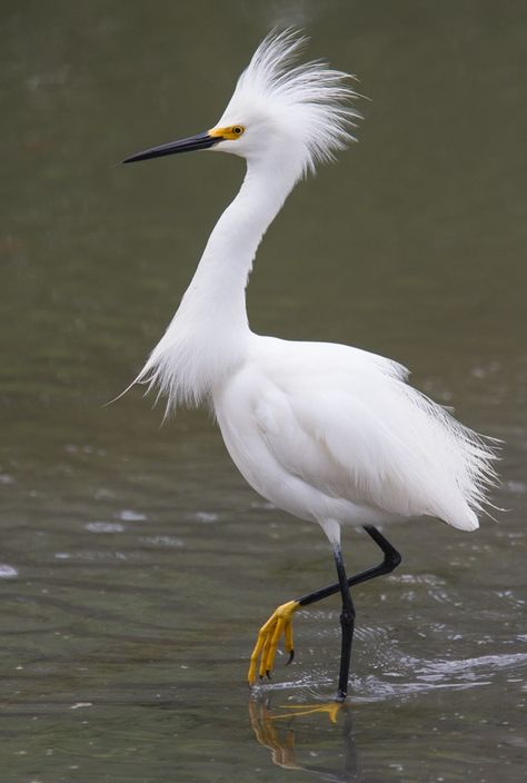 Snowy Egret bird Snowy Egret, Bird Water, Petit Tattoo, Coastal Birds, Funny Birds, Airbrush Art, Nature Birds, White Bird, Bird Pictures