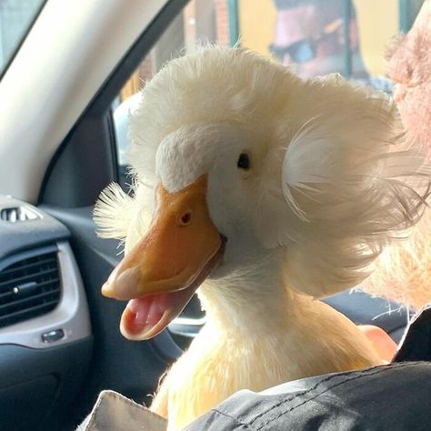 Meet Gertrude, The Duck With More Stylish Hair Than Yours Pekin Duck, Duck Pictures, Duck Photo, Pet Ducks, Cute Ducklings, Funny Duck, A Duck, Cute Animal Photos, Animal Photo