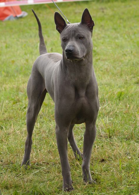 Perros Chow Chow, Thai Ridgeback, Mexican Hairless Dog, Ridgeback Dog, Hound Dog Breeds, Rare Dogs, Rare Dog Breeds, Hairless Dog, Dog Anatomy