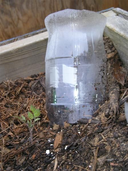 Watering garden plants evenly Diy Hanging Garden, Small Garden Bench, Watering Tomatoes, Bottle Plant, 2 Liter Bottle, Watering Garden, Garden Bench Diy, Water Irrigation, Plants In Bottles