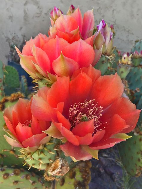 Creating Artistic Photographs – The Desert Flowers Project – PhotoPXL Blue Cactus, Desert Flowers, Green Cactus, Cactus Flowers, Backyard Projects, Cactus Flower, The Desert, Original Image, Fine Art Photography