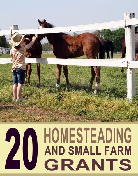 Starting A Farm, Homesteading Diy, Homestead Farm, Farm Layout, Farm Business, Future Farms, Homesteading Skills, Urban Homesteading, Mini Farm