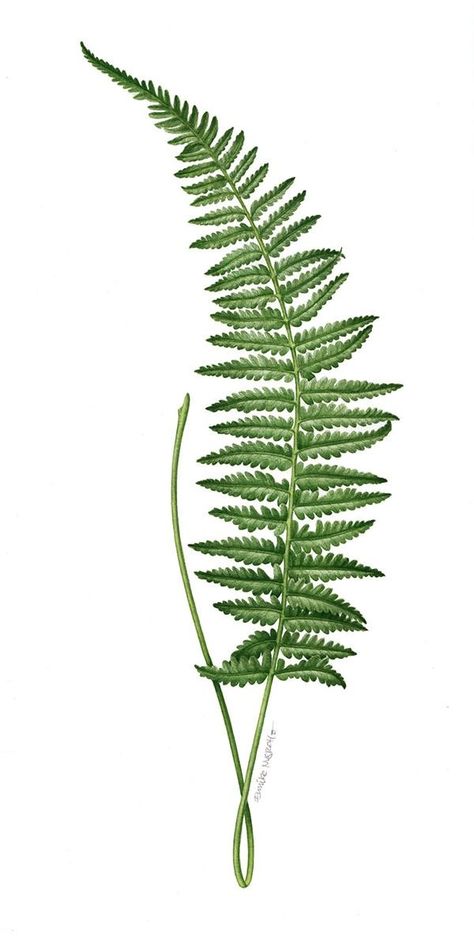 Fern Illustration, Plant Illustrations, Fern Tattoo, Illustration Botanique, Fern Leaf, Square Garden, Botanical Drawings, Plant Illustration, Paint By Numbers