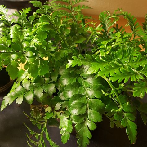 Austral Gem Fern, Plant Encyclopedia, Plant Information, Fern Plant, Spring Plants, Houseplants Indoor, Indoor Gardening, Plant Collection, Water Plants