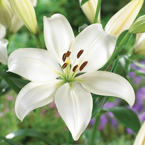 White Lily Tattoo, White Perennials, Lilium Candidum, Plant Reference, Asiatic Lily, White Lily Flower, Strange Flowers, Lily Bulbs, Fall Bulbs