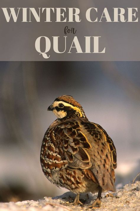 Quail Care, Quail House, Button Quail, Quail Coop, Raising Quail, Duck Coop, Clean Chicken, Urban Chickens, Future Farms