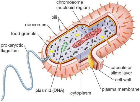 Biology 101: Cells Prokaryotic Cell Model, Plant Cell Diagram, Cell Diagram, Prokaryotic Cell, Science Cells, Cells Worksheet, Plant And Animal Cells, Cells Project, Cell Organelles