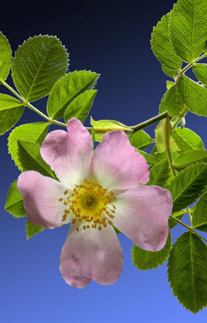 Pink Dog Rose I know it as the "Alberta Wild Rose", our Provincial flower Rosehip Flower, Dog Rose Flower, Wild Prairie Rose, Alberta Rose, Rosé Dog, Dog Rose, Let's Make Art, Open Rose, Types Of Roses