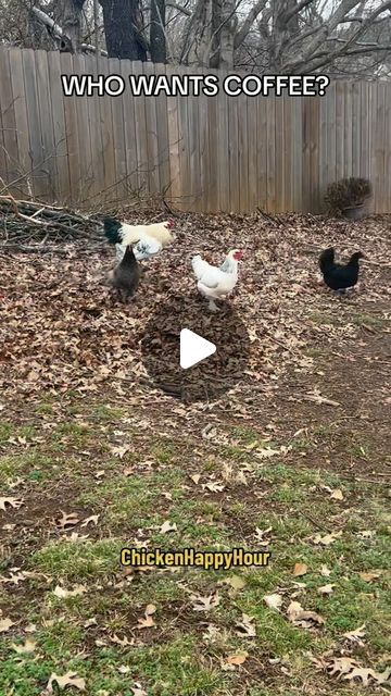 Humor Hilarious, Hilarious Funny, Chicken Humor, April 27, Chickens Backyard, Happy Hour, Rooster, Funny Gif, Funny Memes