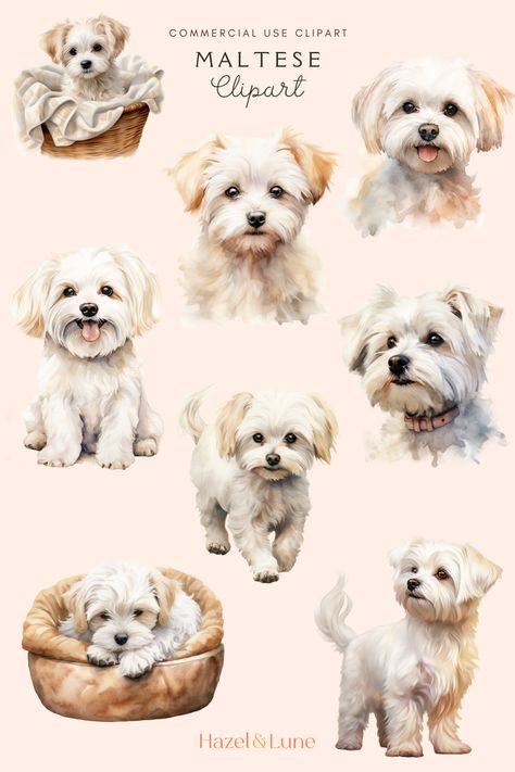 Maltese Drawing, Pet Portrait Tattoos, Cute Dog Clipart, Maltese Terrier, Print On Demand Products, Watercolor Dog Portrait, Dog Portraits Art, Maltipoo Puppy, Maltese Dog