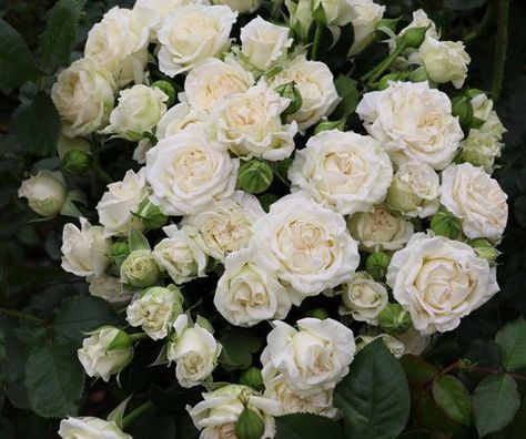 Spray Rose Collection — Eufloria Flowers Spray Roses Bouquet, White Spray Roses, September Flowers, Valentine Bouquet, Fragrant Roses, Wedding Flower Inspiration, White Wedding Flowers, Spray Roses, Good Morning Flowers