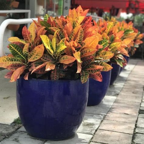 Crotons Plants, Plantas Exterior, Pool Plants, Flowering Succulents, Tropical Garden Design, Potted Plants Outdoor, Front Yard Garden Design, Aesthetic Garden, Flower Pots Outdoor