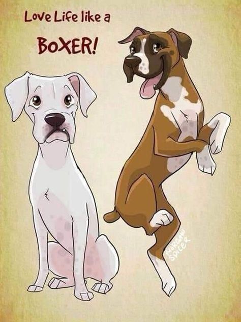 Boxer And Baby, Cute Boxers, Dog White, Boxer (dog), Puppy Kisses, Boxer Puppy, Boxer Love, Boxer Puppies, Boxer Dogs