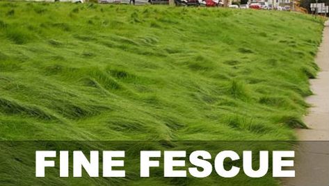 Fine Fescue Lawn, Fescue Grass Lawn, Ground Cover Plants Shade, Napa House, Fescue Lawn, Fescue Grass, Tall Fescue, Blue Fescue, Dream Farm