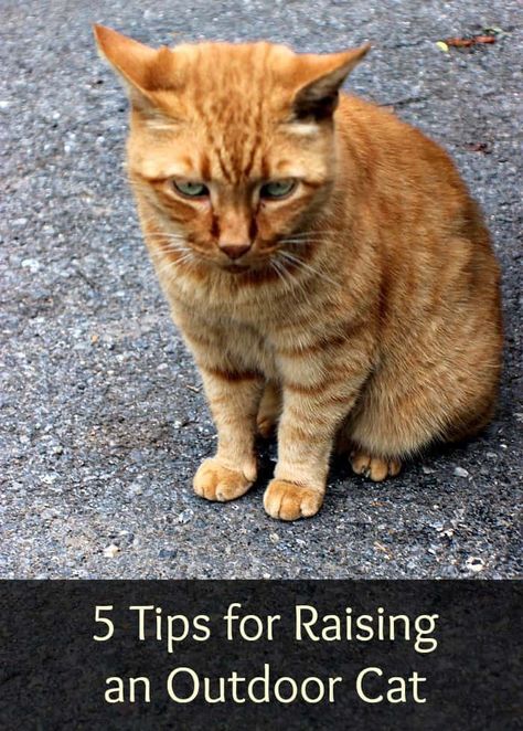 Hopefully, these 5 tips for raising an outdoor cat can help you make sure that your outdoor cat is well fed, safe and healthy. Outside Cats Tips, Outdoor Cats Tips, Barn Cats Care, Outdoor Kitten Care, Cat Injuries, Tnr Cats, Cats Health, First Time Cat Owner, Barn Cat