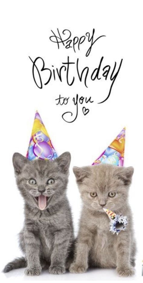 Happy Birthday Wishes With Cats, Birthday Wishes With Cats, Birthday Wishes Cats, Bday Humor, Happy Birthday Kitten, Cat Birthday Wishes, Cool Happy Birthday Images, Funny Happy Birthday Images, Happy Birthday Cat