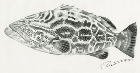 Black Grouper Grouper Drawing, Grouper Tattoo, Grouper Painting, Fish Drawing Easy, Grouper Fish, Classroom Images, Dove Tattoo, Fish Drawing, Avatar Ideas