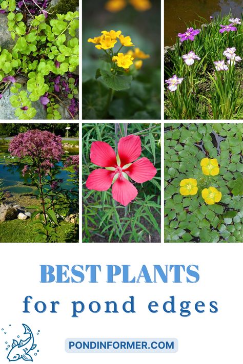 This Pond Informer list will take you through our top recommended plants for your pond edges, with pictures and descriptions included. Duck Pond Plants, Plants For Around A Pond, Plants Around Ponds Landscaping, Pond Landscaping Plants, Bog Plants Ponds, Plants Around Pond Edge, Pond Landscaping Ideas Large, Pond Plants Ideas, Garden Ponds Ideas