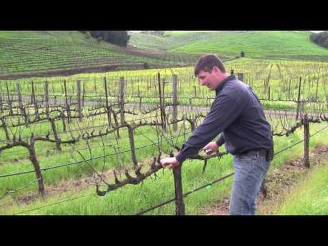 grapes Grape Vine Pruning, Backyard Vineyard, Growing Wine Grapes, Grapes Growing, Grape Vine Trellis, Grapes Fruit, Grape Vineyard, Grape Arbor, Grape Trellis