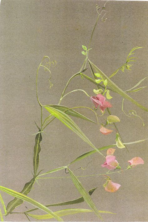 Lilias Trotter, Painterly Flowers, Edith Holden, Japon Illustration, Botanical Illustrations, Plant Painting, Happy Paintings, Mystical Art, Floral Artwork