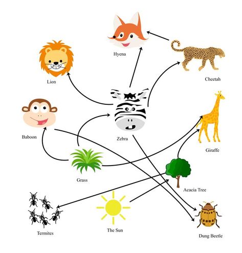 Food Web Graphic Organizer Simple Food Web, Simple Food Chain, Main Idea Graphic Organizer, Herbivorous Animals, Graphic Organizer Template, Animals And Plants, Simple Food, Food Web, Story Map