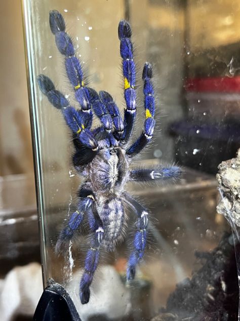 Poecilotheria metallica, gooty sapphire ornamental, blue spiders, tarantulas Blue Jumping Spider, P Metallica Tarantula, Poecilotheria Metallica, Sapphire Tarantula, Spider Sona, Gooty Sapphire Ornamental Tarantula, Indian Ornamental Tarantula, Stiffkey Blue, Spiders