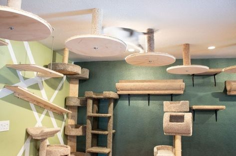 Catification Ideas, Cat Walkway, Katt Grejer, Cat Wall Shelves, Diy Cat Tree, Cat Wall Furniture, Cat House Diy, Window Shelves, Cats Diy Projects