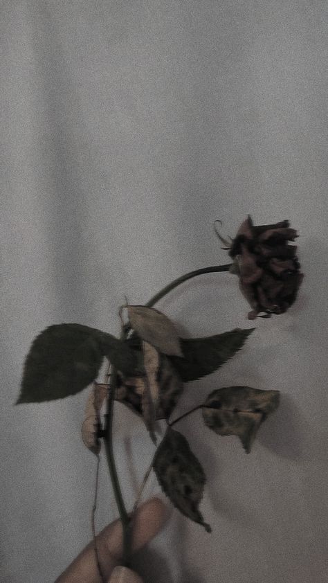 Bittersweet Symphony, Withered Rose, Dark Purple Wallpaper, Purple Wallpaper, Dark Purple, Collage, Purple, Flowers, Pins