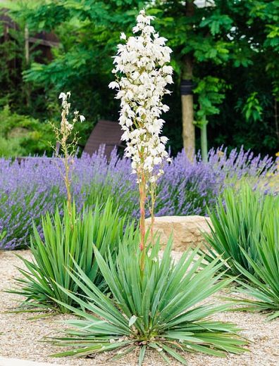 Yucca Gloriosa, Yucca Filamentosa, Yucca Rostrata, Broadleaf Evergreen, Yucca Plant, Gravel Garden, Planting Shrubs, Coastal Gardens, Desert Garden