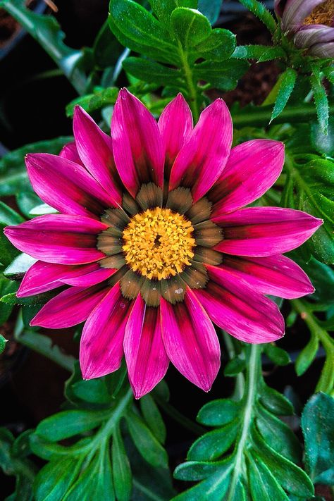 Gazania Rigens, Gazania Flowers, Flower Garden Images, Scrapbook Flowers, Flower Painting Canvas, African Flowers, Hawaiian Flowers, Beautiful Flower Arrangements, Beautiful Rose Flowers