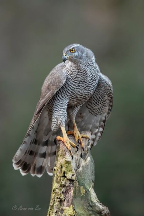 Cai Arabi, Northern Goshawk, Aigle Royal, Raptors Bird, Bird Of Prey, Bird Pictures, Bird Photo, Colorful Birds, Birds Of Prey