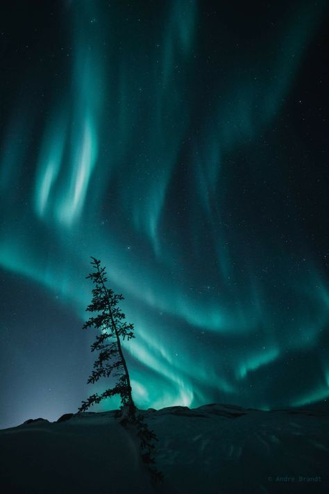 You can't go to Churchill and not get a few shots of the one sided trees!!  **  FEEL FREE TO SHARE!! **  PRINTS:  www.andrebrandt.com IG:  instagram.com/andre.brandt  Churchill, Manitoba #churchill #manitoba #exploremb #explorecanada #auroraborealis #nothernlights Canada Canada Keep Exploring Manitoba Churchill Canada, Churchill Manitoba, Workplace Office, Explore Canada, Churchill, One Sided, Aurora Borealis, Office Design, Northern Lights