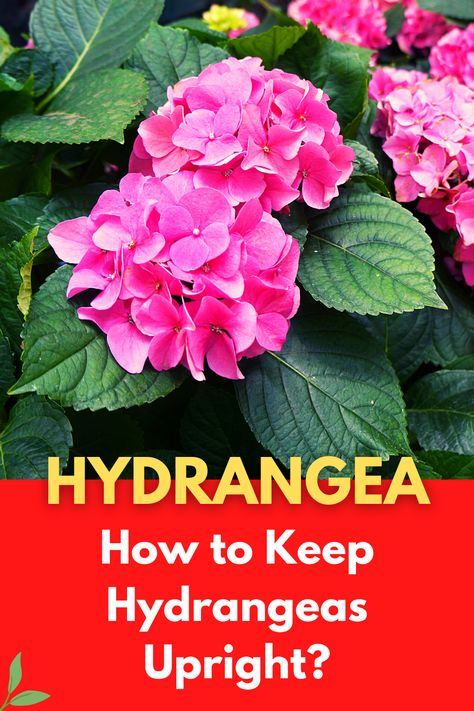 As popular flowering shrubs, hydrangeas are resilient and hardy plants with high versatility in landscaping and garden design. One important thing to consider, however, is keeping them growing upright, or preventing them from flopping over. Because of the large blooms and the tall growth of this shrub, it often flops over under its own weight. To avoid this, you need to keep hydrangeas upright. How To Keep Hydrangeas From Drooping, Hydrangea Support Ideas, Hydrangea Plant Care, Garden Ideas Budget Backyard, Propagating Hydrangeas, Hydrangea Plant, Hydrangea Tree, Flower Tips, Hydrangea Landscaping