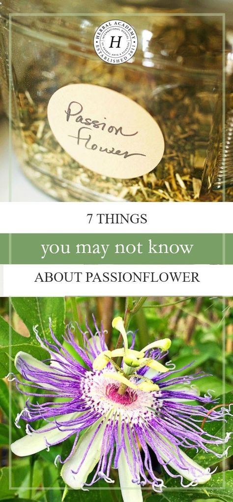 Passion Flower Benefits, Herbal Education, Herbal Tinctures, Healing Plants, Natural Antibiotics, Herbal Healing, Herbs For Health, Classic Cocktail, The Nervous System