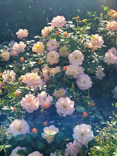 #rose garden Garden Aethstetic, Rose Garden Aesthetic, Rosé Core, Coquette Core, Rose Garden, Mood Board, Flowers, Quick Saves, Art