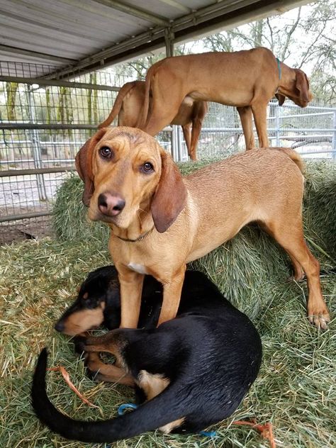 Transylvania Hounds. Transylvanian Hound, Grand Basset Griffon Vendeen, Petit Basset Griffon Vendeen, Puppy Time, Basset Hound, Puppies, Dogs, Animals