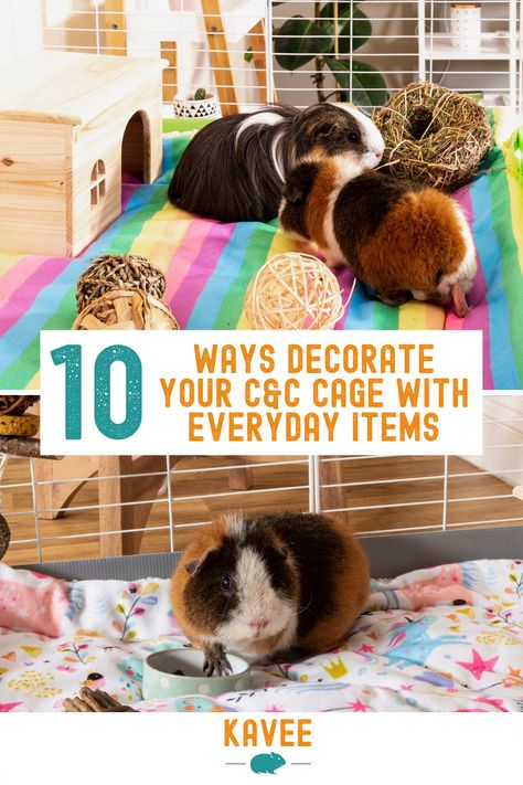 Kavee Cage Ideas, Guinea Pig Enrichment Ideas, C&c Guinea Pig Cage Ideas, Guinea Pig Set Up, Guinea Pig Cage Setup Ideas, Guinea Pig Cage Ideas Diy, Cute Guinea Pig Cage Ideas, Guinea Pigs Cage Ideas, Guinea Pig Enrichment