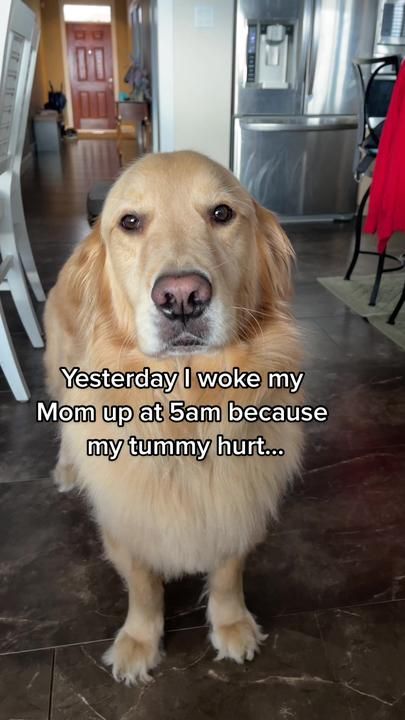 Do you think my Mom still loves me 😬 #sickdog #funnydog #voiceover #s... | dog voice over | TikTok Voice Overs, Sick Dog, Wake Me, On The Floor, Just For Fun, The Floor, My Mom, Funny Dogs, You Think