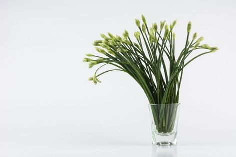 Regrowing Garlic Chives - Tips On Growing Garlic Chives In Water Regrow Garlic, Garlic Growing, Chamomile Growing, Herb Garden In Kitchen, Garlic Scapes, Growing Garlic, Garlic Chives, Harvest Time, Apartment Garden