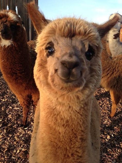 This Cute Smiling Alpaca Regnul Animal, Söpö Kissa, Cele Mai Drăguțe Animale, Nosara, Koci Humor, Psy I Szczenięta, Favorite Animals, Watercolor Drawing, Having A Bad Day