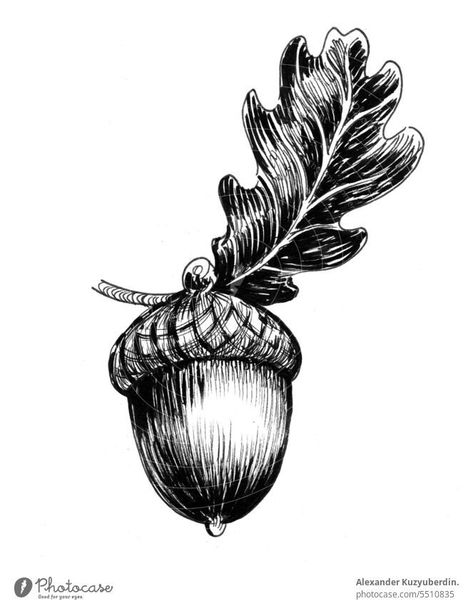 Photo 'Ink drawing of an acorn an oak leaf' by 'Alexander Kuzyuberdin.' Oak Leaf Tattoos, Acorn Drawing, Oak Tree Drawings, Acorn Tattoo, Branch Decoration, Tree Sleeve, Oak Tree Tattoo, Tattoos Inspo, Autumn Background