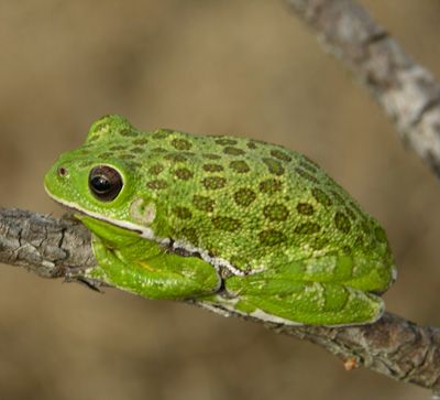 Identifying Florida's Treefrogs Frog Habitat, Whites Tree Frog, Green Tree Frog, Tree Frog, Green Frog, Australian Animals, Green Tree, Frog And Toad, Tree Frogs