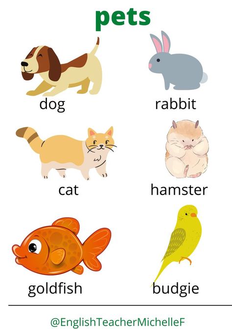 The English words for some popular children's pets, with pictures. A fun reference guide for young EFL or ESL students. Includes the words: budgie, cat, dog, rabbit, hamster and goldfish. Pet Animals Chart For Kids, Puppy Party Theme, Animal Pictures For Kids, Farm Animals Preschool, American Words, Materi Bahasa Inggris, Animal Activities For Kids, Teacher Cartoon, Preschool Tracing