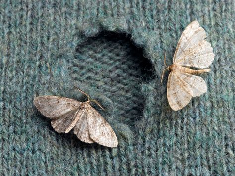 Learn to identify and get rid of 8 insects—beetles, moths, cricket, termite, cockroaches, silverfish, and firebrats—that may be eating your clothes. Moths In Closet, Moth Facts, Getting Rid Of Moths, Sofa Kulit, Pantry Moths, Moth Fly, Scented Pinecones, Small Moths, Moth Repellent