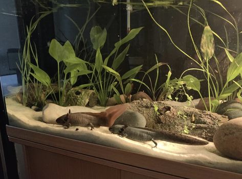 light sand & river rocks Planted Axolotl Tank, Axolotl Tank Ideas Aesthetic, Axolotl Tank Set Up, Axolotl Enclosure, Axolotl Pet Tank, Axolotl Tank Ideas, Earthy Fish Tank, Axalotal Tank, Cool Fish Tank Decorations