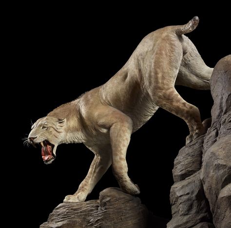 Ice Age Animals | life-size model of a saber-toothed cat and other Ice Age animals are ... Ice Age Animals, Short Faced Bear, Denver Museums, Dinosaur Images, Nature Museum, Ancient Animals, Prehistoric Art, Paleo Art, Extinct Animals