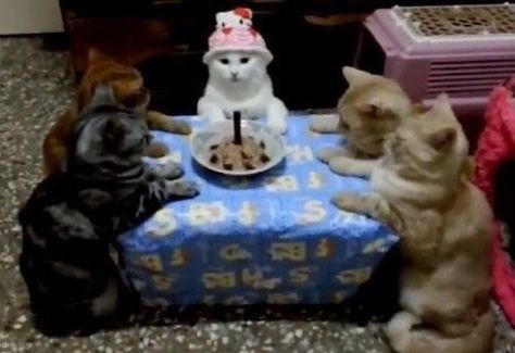 Comebacks Memes, Birthday Cat, Birthday Meme, Silly Images, Cat Boarding, Cat Birthday, Cat Aesthetic, Silly Pictures, Funny Reaction Pictures