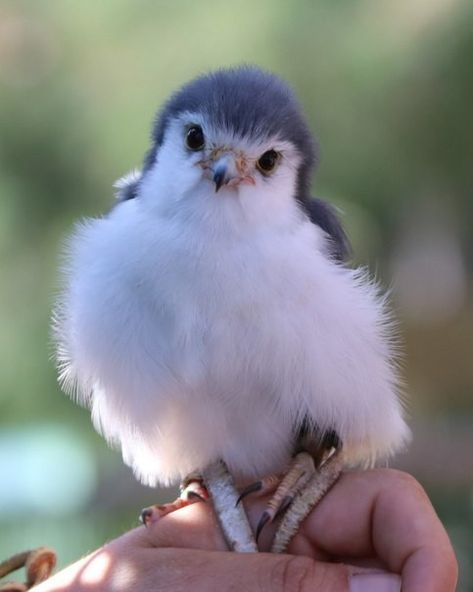 African Pygmy Falcon, Pygmy Falcon, Cartoon Birds, Bird Of Prey, Finches, Cute Funny Babies, Birds Of Prey, So Proud, Cute Little Animals