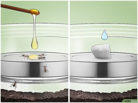 How to Build an Ant Farm: 11 Steps (with Pictures) - wikiHow Experiential Graphics, Ant Bites, Queen Ant, Ant Hill, Homeschool Nature Study, Insect Activities, Ant Colony, Ant Farm, Ant Farms